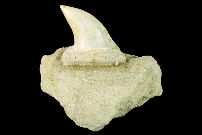Fossil Mako Shark Tooth On Sandstone - Bakersfield, CA #144434